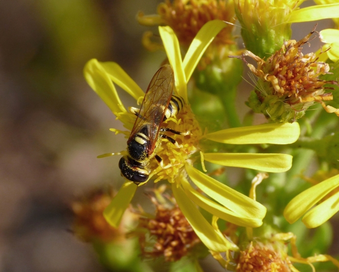 Philanthus triangulum (Crabronidae)